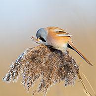Bearded reedling / bearded tit (Panurus biarmicus) male clinging to seedhead / seed head and eating seeds in reed bed / reedbed in winter